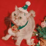 Pet Christmas Hat Hand Woven - Image 5