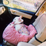 Travel car seat small dog Schnauzer cushion dog - Image 4