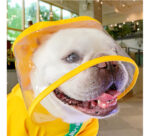 Four Foot Waterproof Full Bag Small And Medium-sized Dog Raincoat - Image 2
