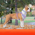 Dog Breast Strap Hand Holding Rope Dog Leash Collar Chest Back - Image 2