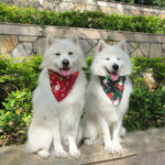 Pet christmas saliva towel - Image 4