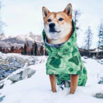 Autumn And Winter Quilted Snow Warm Dog Ski Suit - Image 4