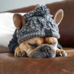 Winter Fashion Dog Hat Windproof Fluffy Knitted Polar Pom Hat - Image 6