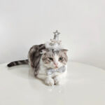 Pet Cat Birthday Gold And Silver Sequins Star Hat Bow - Image 3