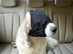 Stable Eye Mask - Image 6