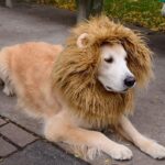 Cute Pet Cosplay Clothes Transfiguration Costume Lion Mane Winter Warm Wig Cat Large Dog Party Decoration With Ear Pet Apparel - Image 2