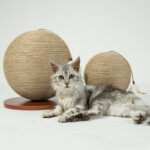 Cat catches the ball - Image 3