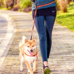 Leash on dog chest strap - Image 3