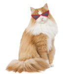 Funny Color Glasses Accessories For Dogs And Cats - Image 2