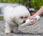 Outdoor travel water bottle for pets out cup - Image 3