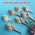 Natural Shell Conch Conch 5-9cm Home Fish Tank Micro Landscape Decoration - Image 6