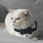 Cat Knitted Gentleman Scarf Collar Magician Hat Small - Image 2