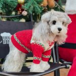 Dog Sweater Christmas Style Wool Dog Sweater - Image 5