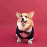 Pet Dog Suit Swallowtail Dress Shirt - Image 2