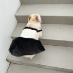 Pomeranian Small Dog Jarre Aero Bull Dress - Image 3