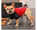 Small Pet Puppies Casual Winter Dog Padded Coat - Image 4