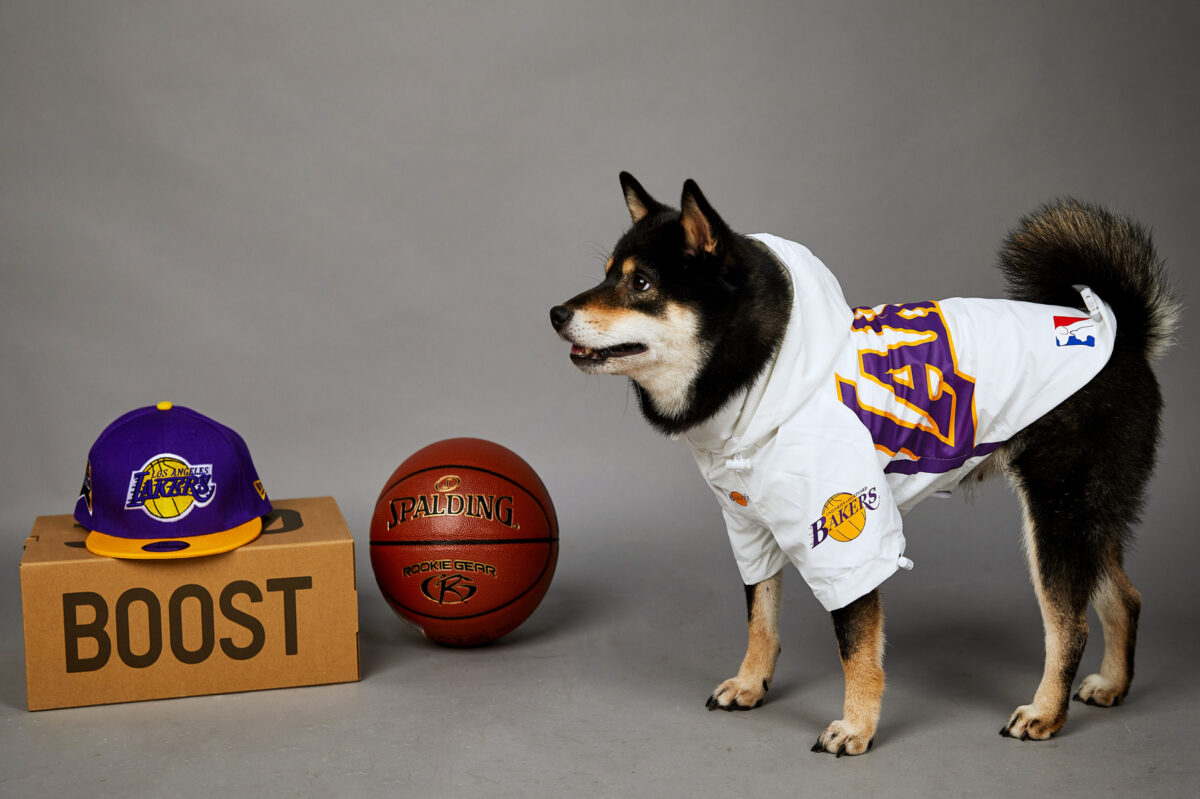 Polyester Pet Shell Jacket - Image 7