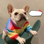 Pet Clothes Fighting Pug Schnauzer Teddy - Image 5