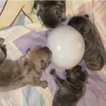 Dog Bionic Automatic Feeding Bottle Bubble Milk Bowl - Image 5