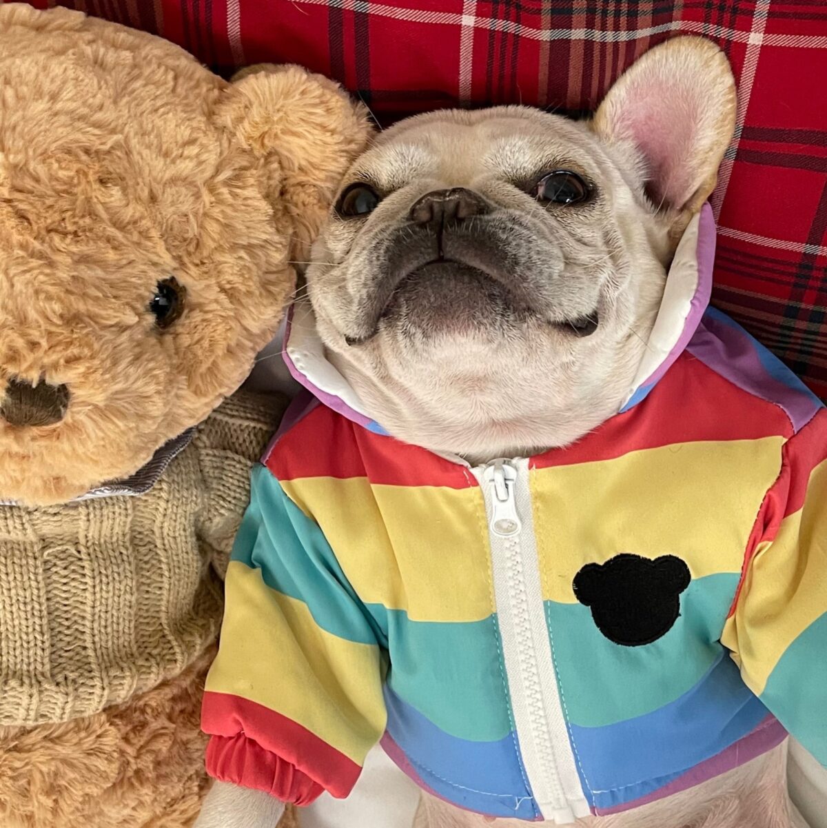 Pet Clothes Fighting Pug Schnauzer Teddy - Image 4
