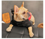 Small Pet Puppies Casual Winter Dog Padded Coat - Image 2