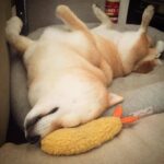 Fried Shrimp Tempura Dog Pet Chew Bite Squeaky Toy Cute Stuffed - Image 2