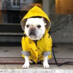 Windproof and rainproof pet jacket - Image 5