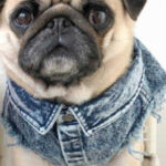 Pet Dog Washed Denim Jacket Clothes - Image 7