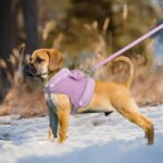 Cute Warm Small Dog Harness And Leash Set With Bow Tie, Soft Padded Puppy Harness With Removable Fur Collar, Adjustable Girl Dog Harness With Quick Release Buckles - Image 9