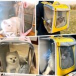 Pet bag cat go out portable backpack cat bag - Image 3