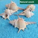 Natural Shell Conch Conch 5-9cm Home Fish Tank Micro Landscape Decoration