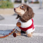 Sausage Dog Clothes Small Dog Cat Warm Thickened Sweater - Image 4