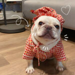 Clothes, Dogs Cats Favs Teddy Schnauzer - Image 4