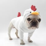 Rooster Style Dog Sweater With Hood Cute Makeover - Image 3
