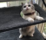 Cat bed cat hammock cat hammock removable and washable super suction cup cat pad window sill cat litter - Image 5