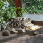Small Dog Water And Food Feeder - Tilted Ceramic Bowl Set With Bamboo Stand - Image 6