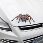 Car stickers creative personality scratches blocking body decals - Image 5