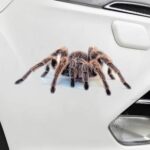 Car stickers creative personality scratches blocking body decals - Image 6