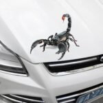 Car stickers creative personality scratches blocking body decals - Image 4