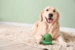 Pet Design Egg Shaped Dancing Toy Pet Smart Snack Dispenser - Image 2