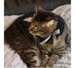 Halloween Super Cute Bat Little Wing Hooded Cloak - Image 5