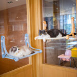 Cat Hammock Sunbathing Glass Strong Suction Cup Window Hanging Nest Window Sill Swing Pet Supplies - Image 5