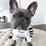 Corgi Schnauzer pet fashion brand three-stripe dog sweater spoof autumn and winter sports dog clothes - Image 6