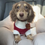 Sausage Dog Clothes Small Dog Cat Warm Thickened Sweater - Image 3