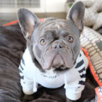 Corgi Schnauzer pet fashion brand three-stripe dog sweater spoof autumn and winter sports dog clothes - Image 2