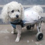 Dog Wheelchair - Fully Adjustable - Image 4