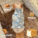 Pet Cat And Dog Summer Thin Denim Vest Jacket - Image 7