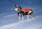 Winter Warm And Fashionable Pellet Down Jacket For Dogs - Image 7