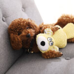 Dog plush molar doll bear pet training toy - Image 2