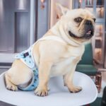 Bull Anti-harassment Estrous Underwear Washable Female Dog Menstrual Safety Pants - Image 3